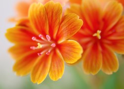 aroma (23)